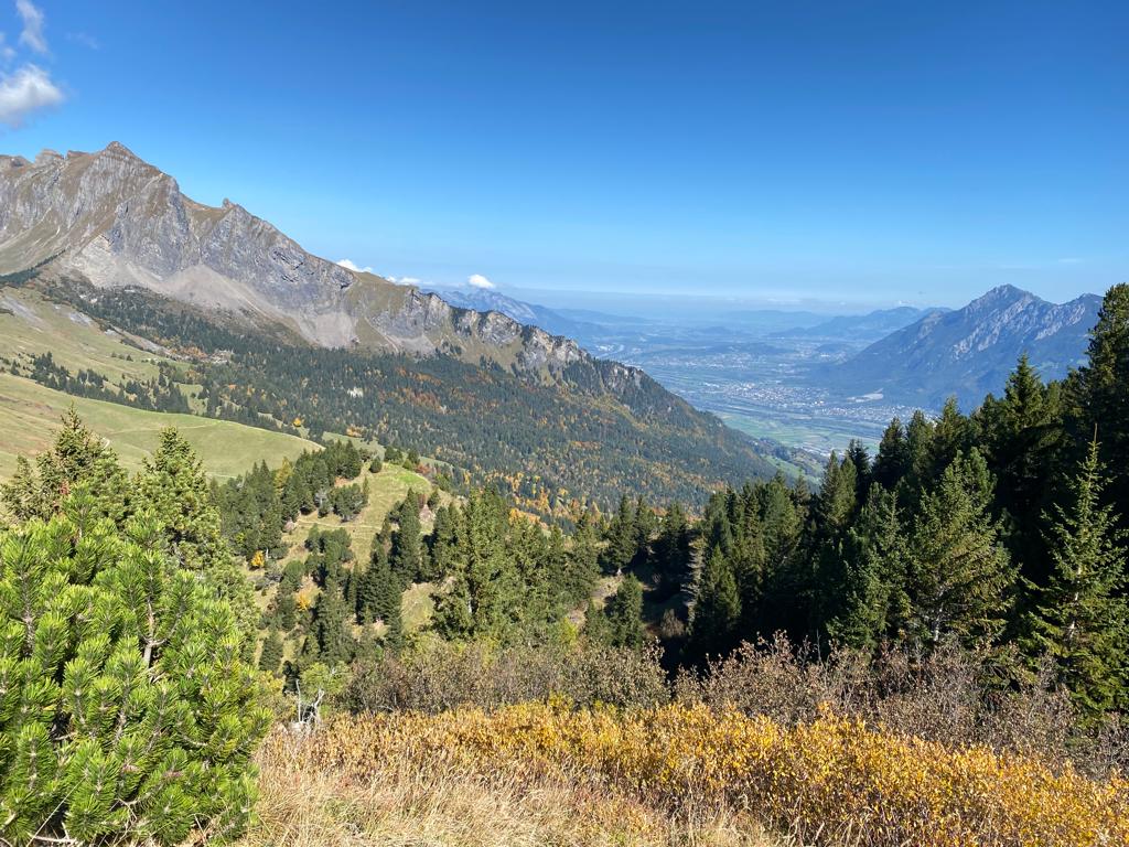Wald und Verbuschung