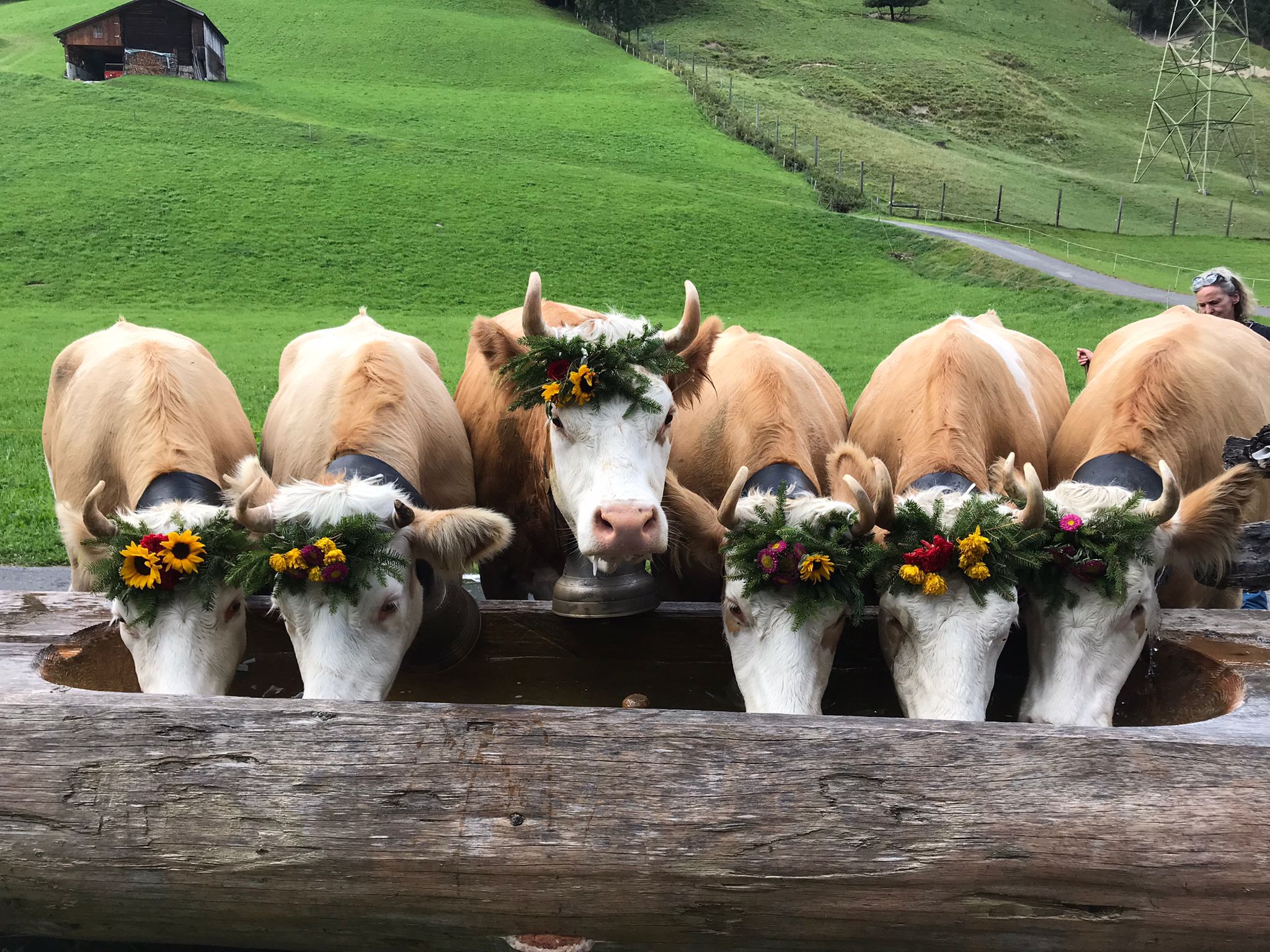 Rinder am Brunnen